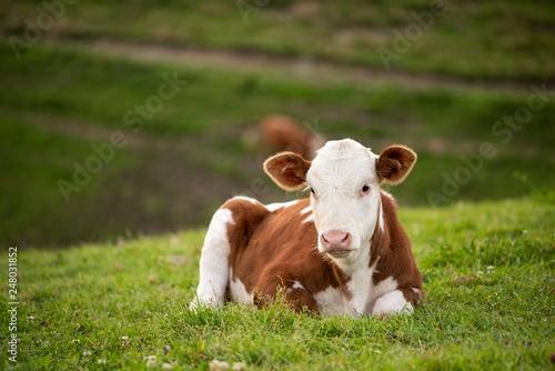 Young cow at the farm in Transylvania , Romania 