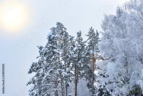Winter coniferous forest and sun rays.