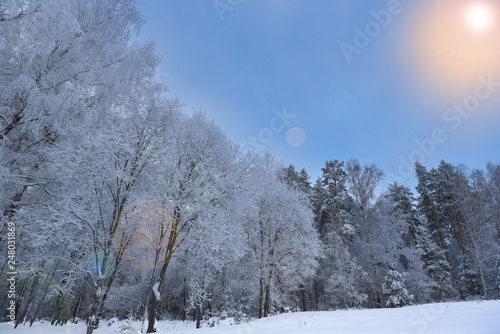 Snow-covered forest and bright sunlight..