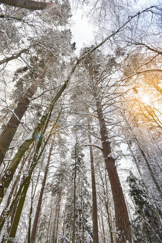Winter forest, tall trees with snow. bottom-up view..
