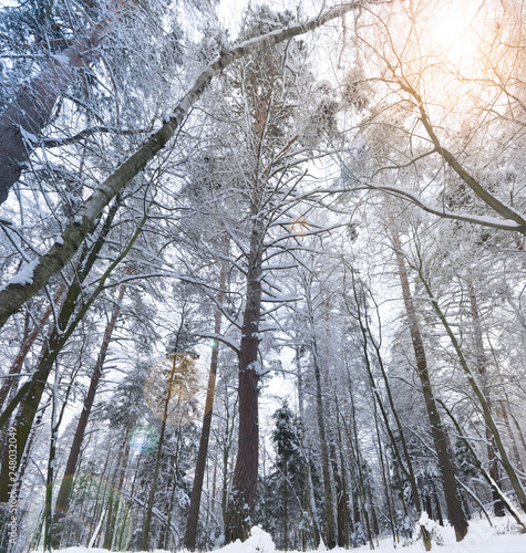 Forest landscape. Bottom-up view of tall trees..