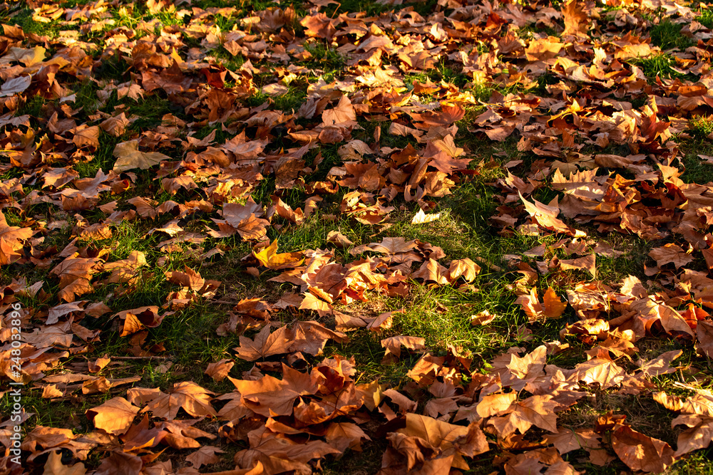 Herastrau park in Bucharest , autumn time, Romania Herastrau park in Bucharest , autumn time, Romania