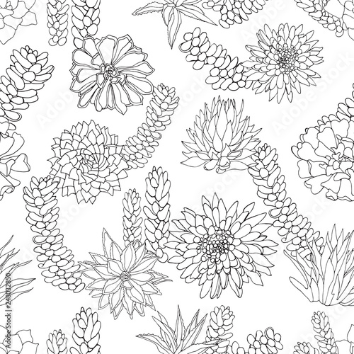 Elegant ink black and white line art succulent plant design or texture in botanical style. Seamless vector pattern.