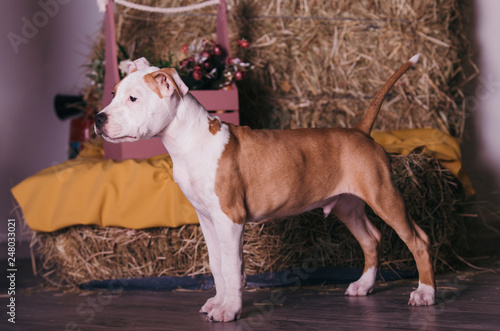 American Staffordshire Terrier, Puppy American Staffordshire Terrier