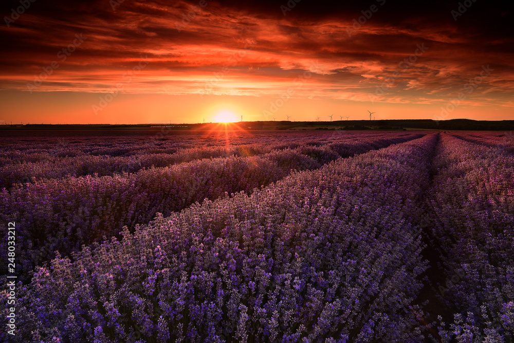 Lavender field at sunset in France 