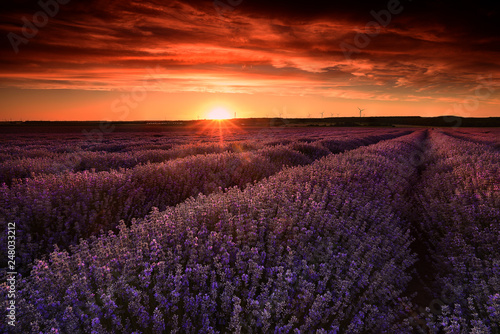 Lavender field at sunset in France 