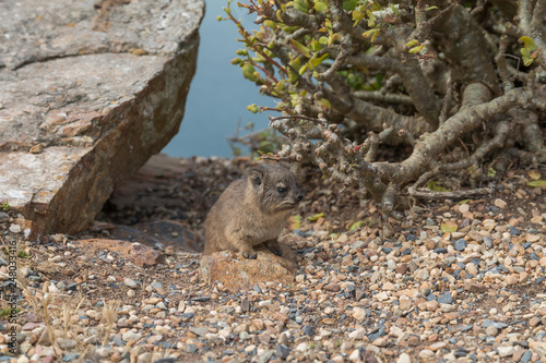 Rock hyrax at the Cape of good Hope, South Africa