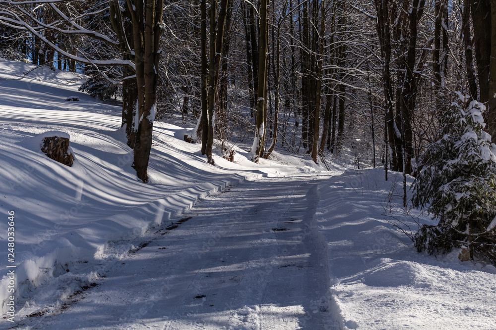Road in winter forest. Sunset in fir forest. Winter landscape Road in winter forest. Sunset in fir forest. Winter landscape