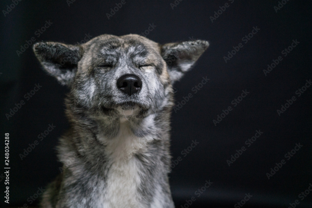 dog akita inu brindle color close up on dark background dog akita inu brindle color close up on dark background