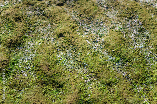 Textured background green wet tina or moss on the sand