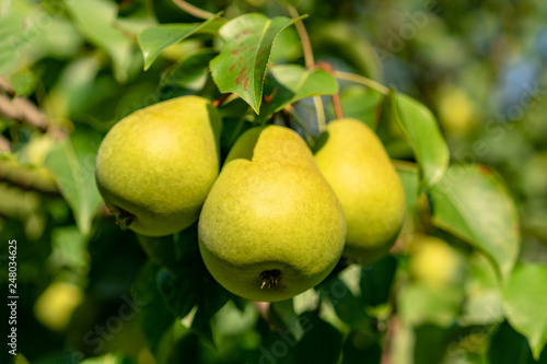 ripe pears on the branches of a tree in the garden among the leaves