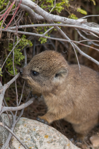 Rock hyrax on the rocks, South Africa