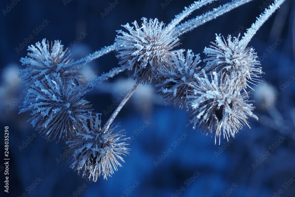 frost on the seeds of thistle frost on the seeds of thistle