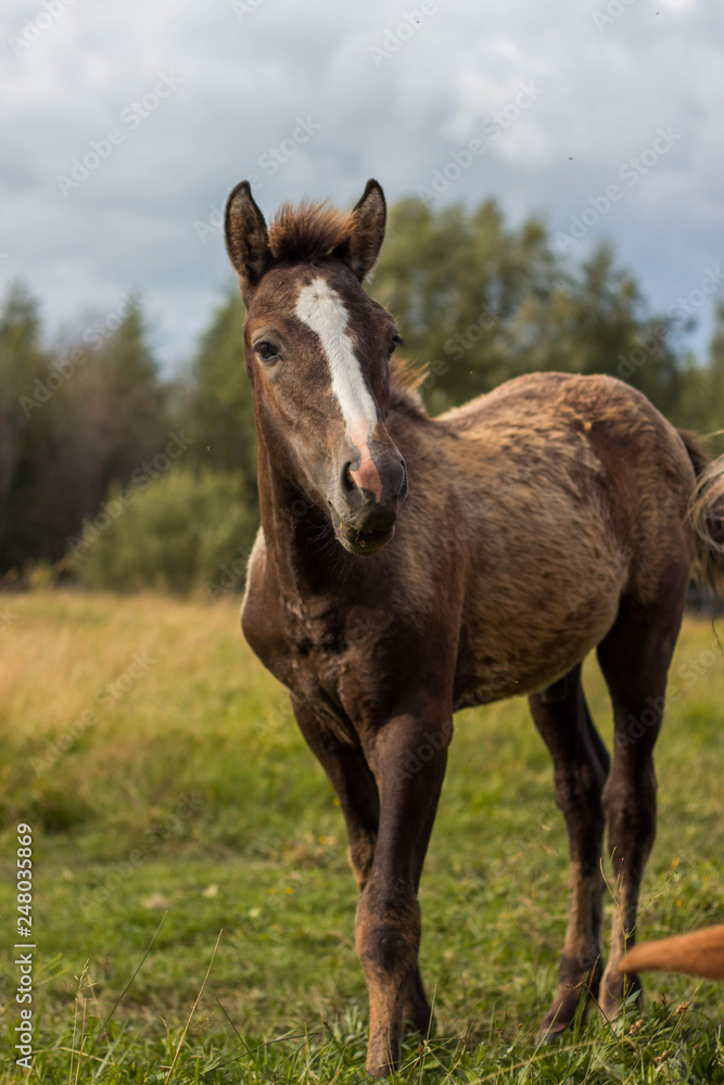 foal looking at the camera, standing on a summer meadow on a sunny day foal looking at the camera, standing on a summer meadow on a sunny day