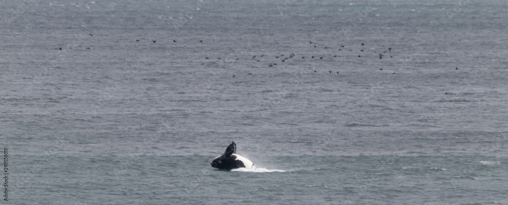 Southern right whale at Gansbaai, South Africa