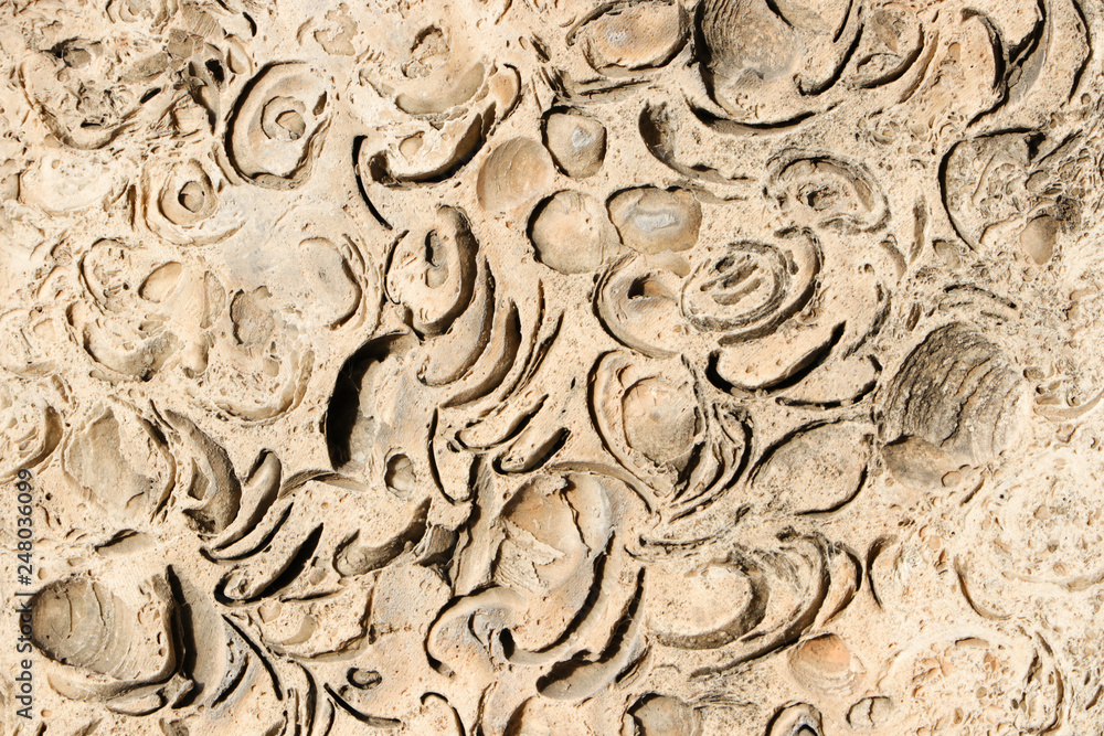The texture of the shell rock. Beige background.