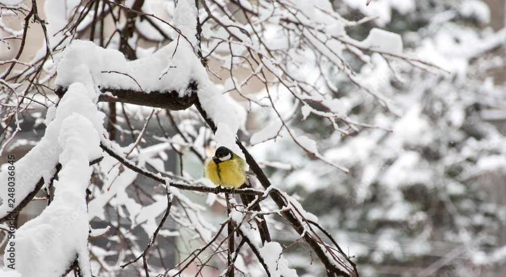 The great tit (Parus major) sitting in the tree under snow The great tit (Parus major) sitting in the tree under snow