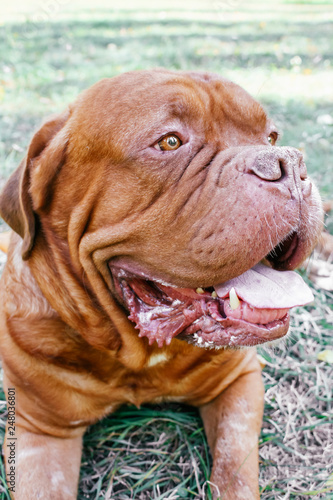 Dogue de Bordeaux french mastiff