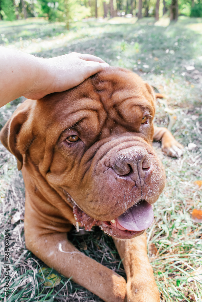 Dogue de Bordeaux,french mastiff Dogue de Bordeaux,french mastiff