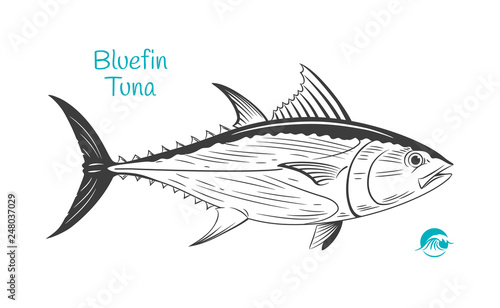 Bluefin tuna hand-drawn illustration photo