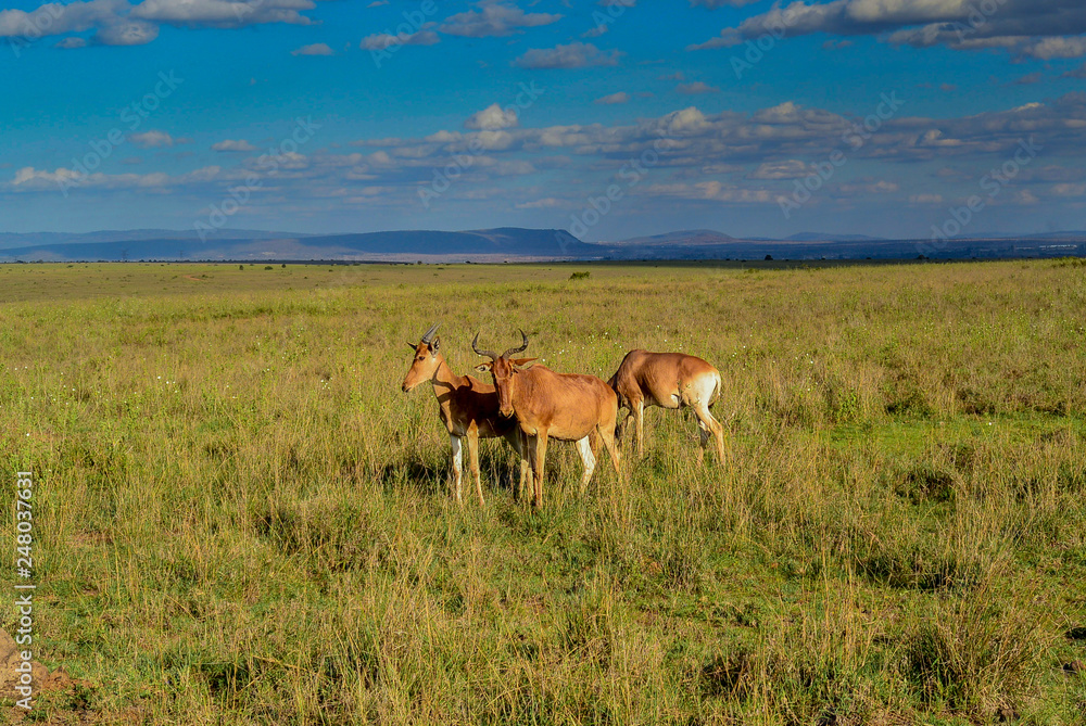 Fototapeta premium Small group of Coke`s Hartebeest antelope on African plains