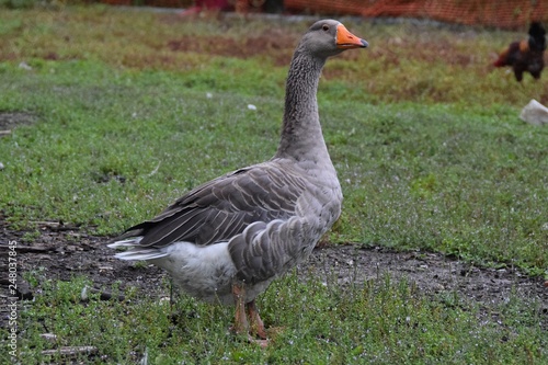 goose on green grass © ivan