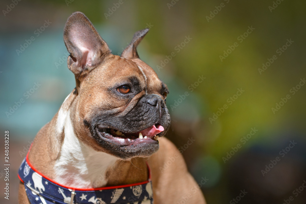 Close up of a smiling brown French Bulldog dog on blurry background