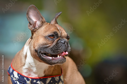 Close up of a smiling brown French Bulldog dog on blurry background © Firn