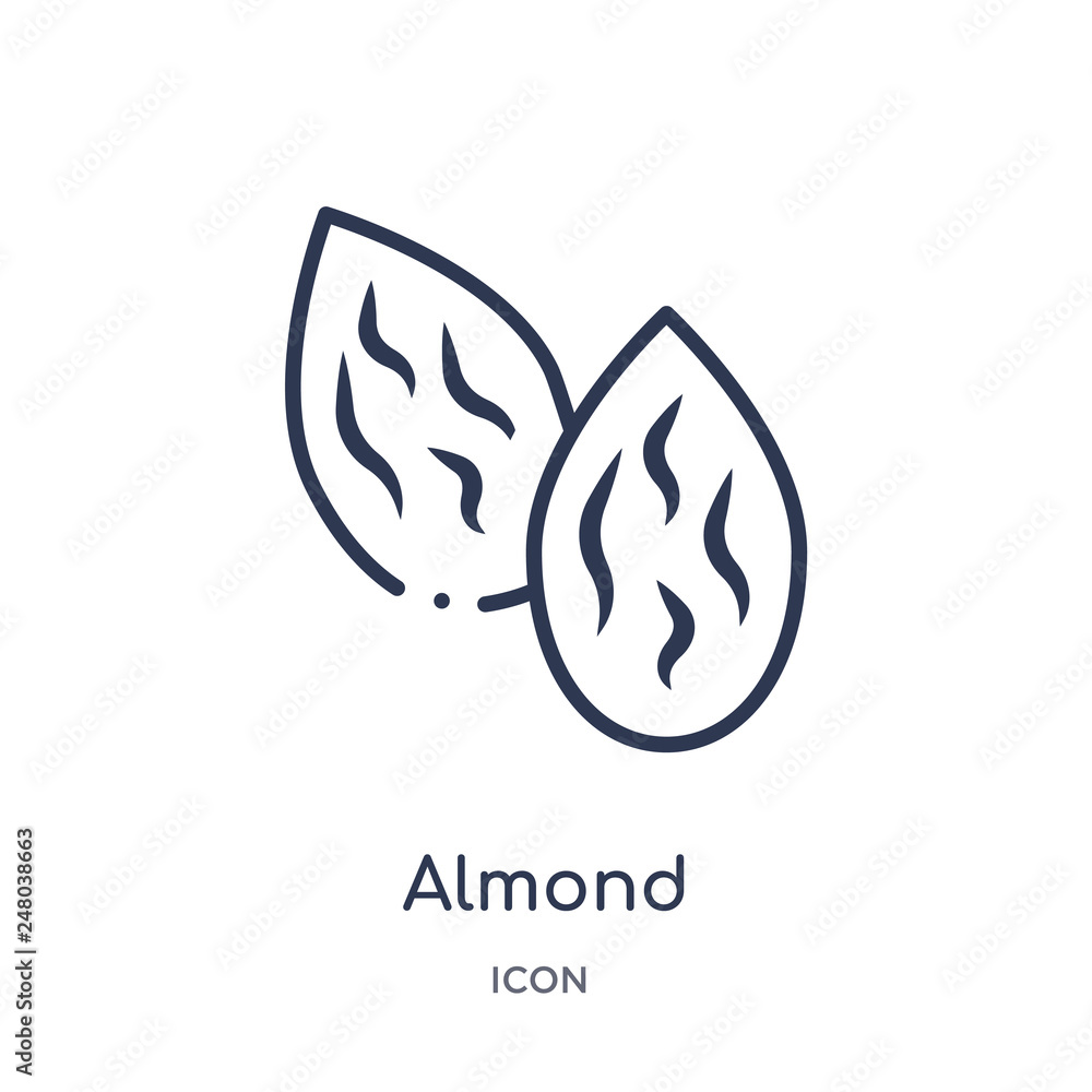 almond icon from nature outline collection. Thin line almond icon isolated on white background. almond icon from nature outline collection. Thin line almond icon isolated on white background.