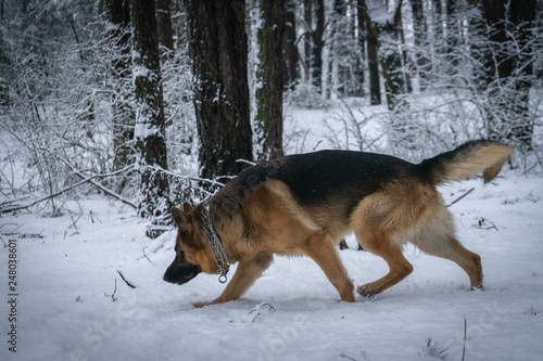 German shepherd in the forest in winter  © Andrii_Linikh