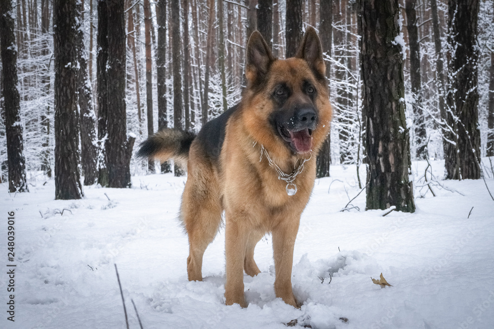 German shepherd in winter