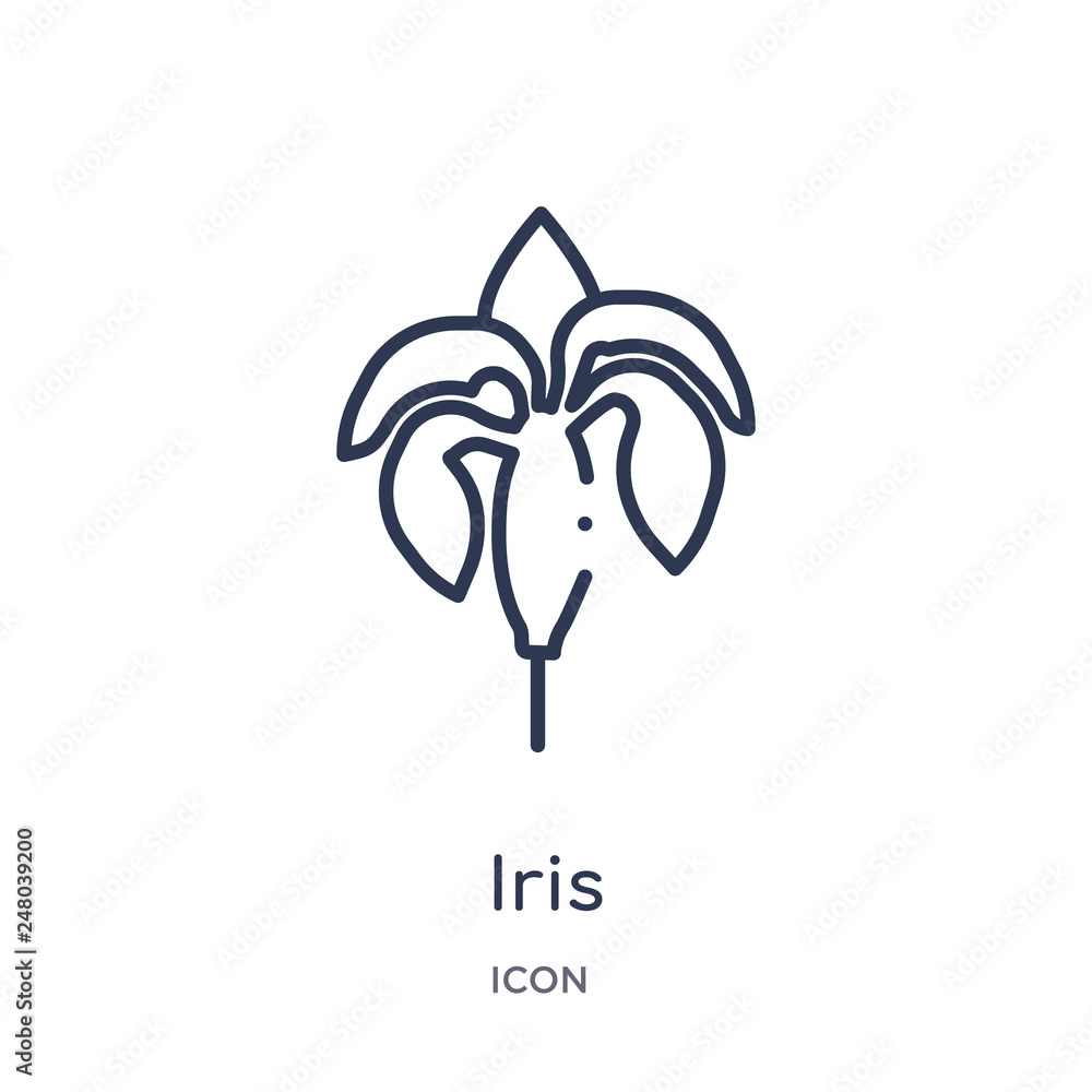 iris icon from nature outline collection. Thin line iris icon isolated on white background. iris icon from nature outline collection. Thin line iris icon isolated on white background.