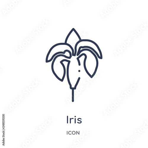 iris icon from nature outline collection. Thin line iris icon isolated on white background.