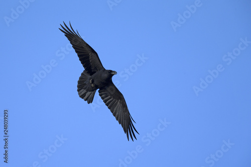 A northern Raven Corvus corax soaring on a blue sky background with no clouds..