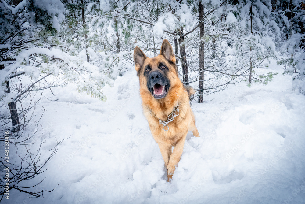 German shepherd in winter