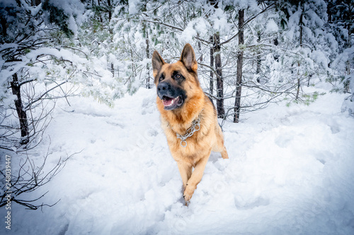 German shepherd in winter © Andrii_Linikh