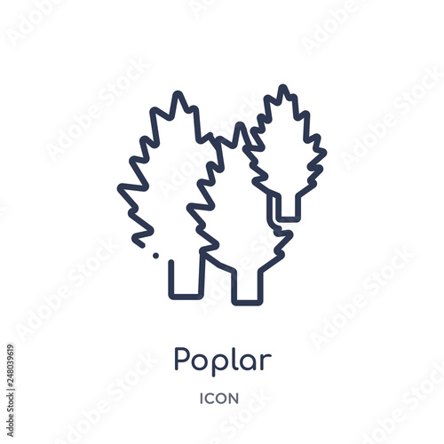 poplar icon from nature outline collection. Thin line poplar icon isolated on white background.