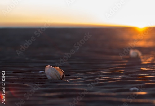 seashell in the light of sunset over the sea