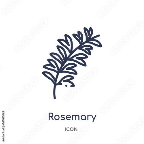 rosemary icon from nature outline collection. Thin line rosemary icon isolated on white background.