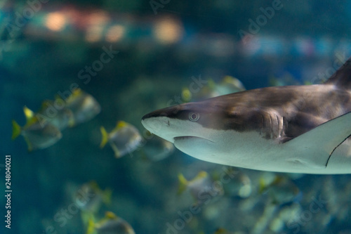 Blue underwater world is soft and calm.  Tiger shark swimming calmly  without attracting attention