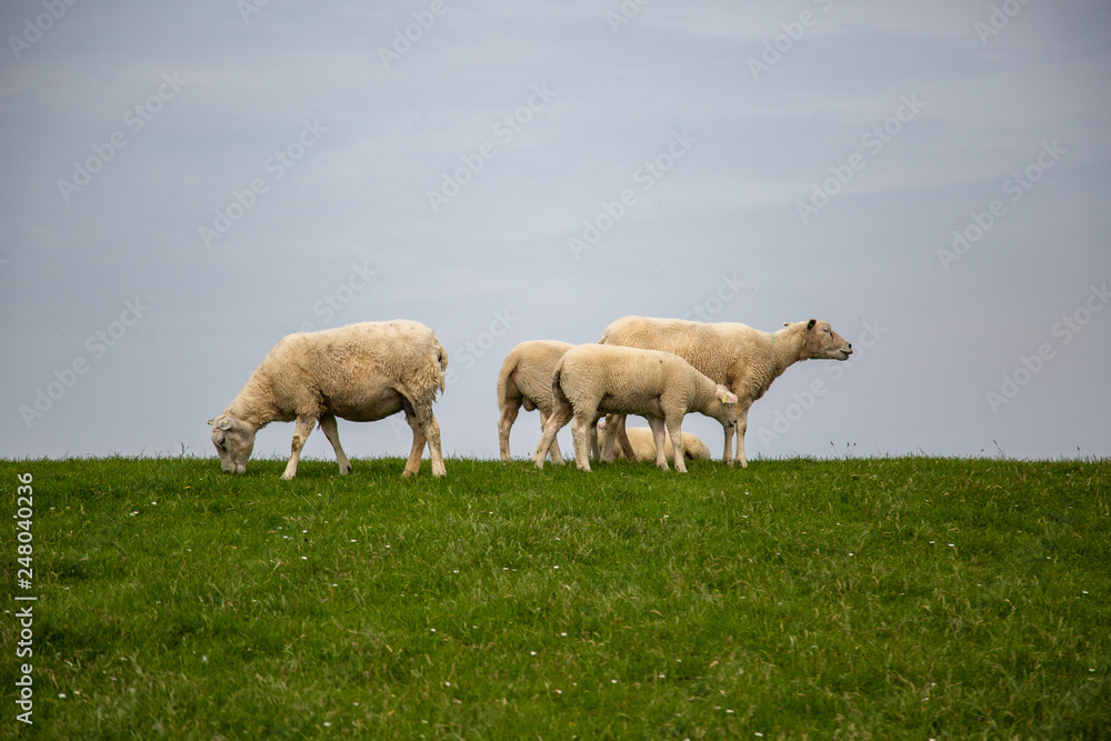 Fototapeta premium Sheep on the green grass of a dike in Holland