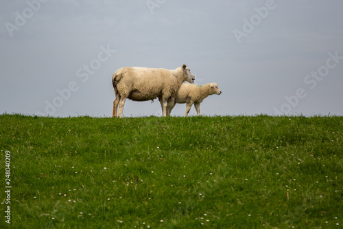 Sheep on the green grass of a dike in Holland