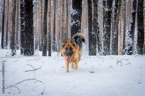 German shepherd in winter
