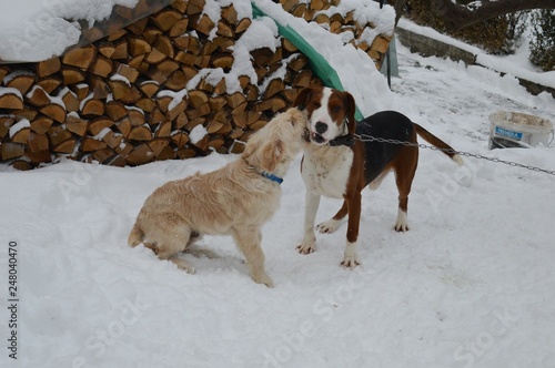 Fototapeta Naklejka Na Ścianę i Meble -  two dogs in the game in the snow