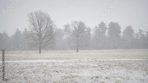 Wallpaper Mural Blizzard over a snow covered meadow with trees in the background during a cold winter day. Torontodigital.ca