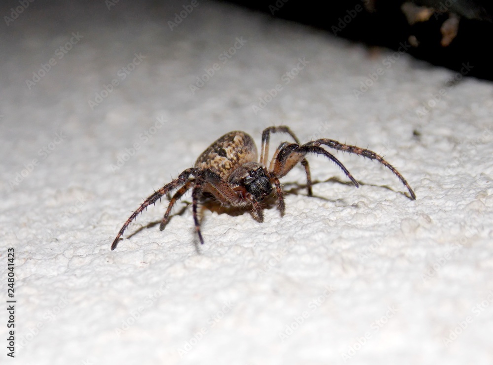 spider on the wall spider on the wall