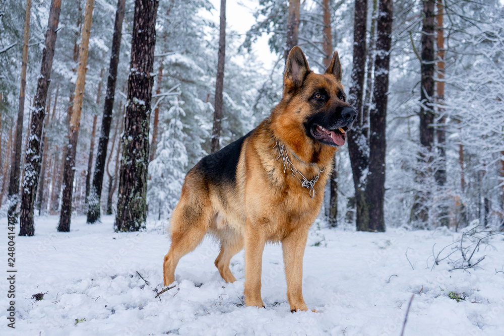 German shepherd in winter German shepherd in winter