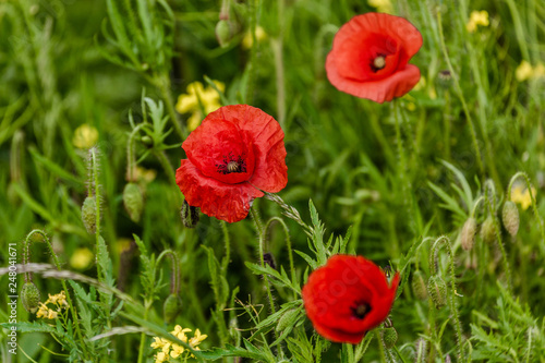 Poppies in a lush meadow