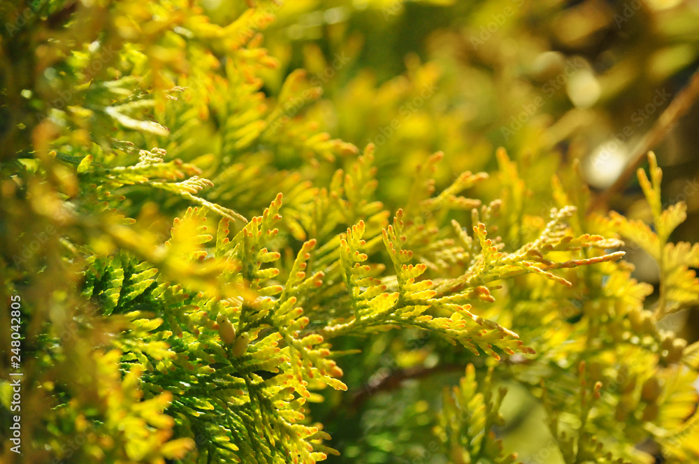 Thuja leaves in sunshine light, yellow thuja leaf, natural thuja trees close up in warm light. Background with copy space Thuja leaves in sunshine light, yellow thuja leaf, natural thuja trees close up in warm light. Background with copy space