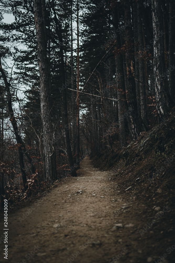 Forest path through the trees with fog